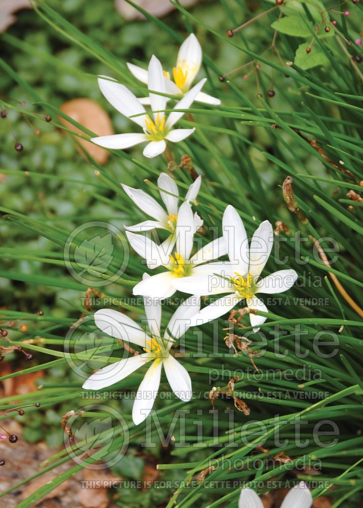 Zephyranthes candida (rain lily) 1